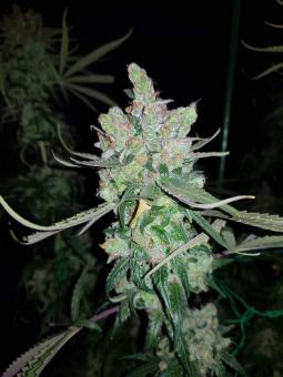 True Cookies OG genetics - картинка 1