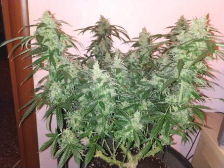 Big Bang Auto (Feminised) - картинка 4