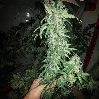 Cookies Kush - картинка 6