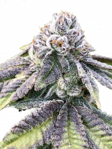 Auto Cherry Breath genetics