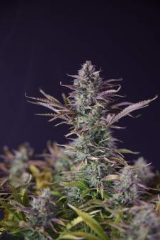 King's Juice Auto (Feminised)