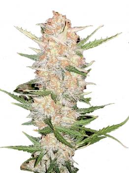 Big Bud Auto