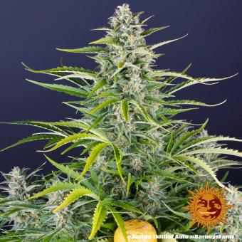 Gorilla Zkittlez Auto - картинка 6