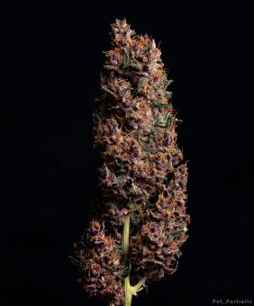 Purple Kush Auto - картинка 4