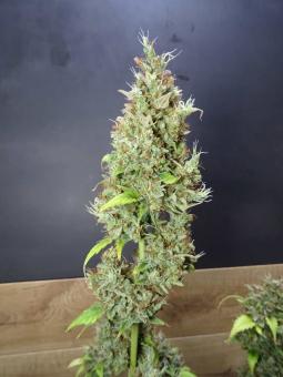 Auto Gummy Kush genetics - картинка 1