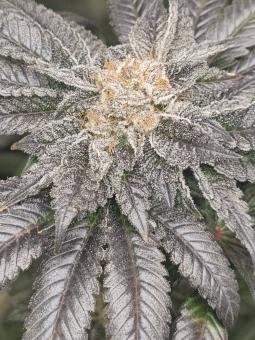 True Cookies OG genetics - картинка 2