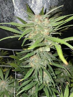 Northern Lights Auto (Feminised) - картинка 5