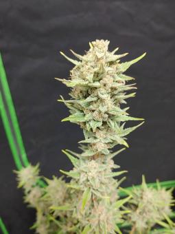 Original Auto OG Kush - картинка 1