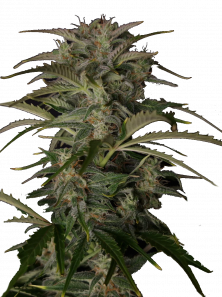 Auto White Devotchka genetics