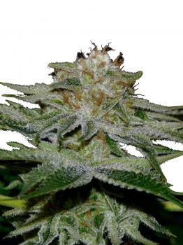 Gorilla Sherbet F1 Fast Version