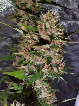 Blueberry Haze genetics - картинка 1