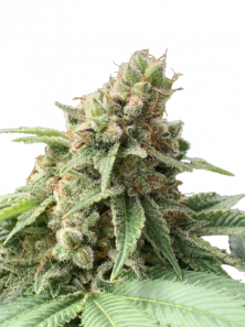 Fast Diesel genetics