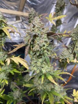 Auto Tangie genetics - картинка 5