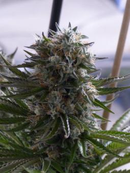 Chemo Kush genetics - картинка 1