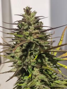 Original Auto Cinderella - картинка 4